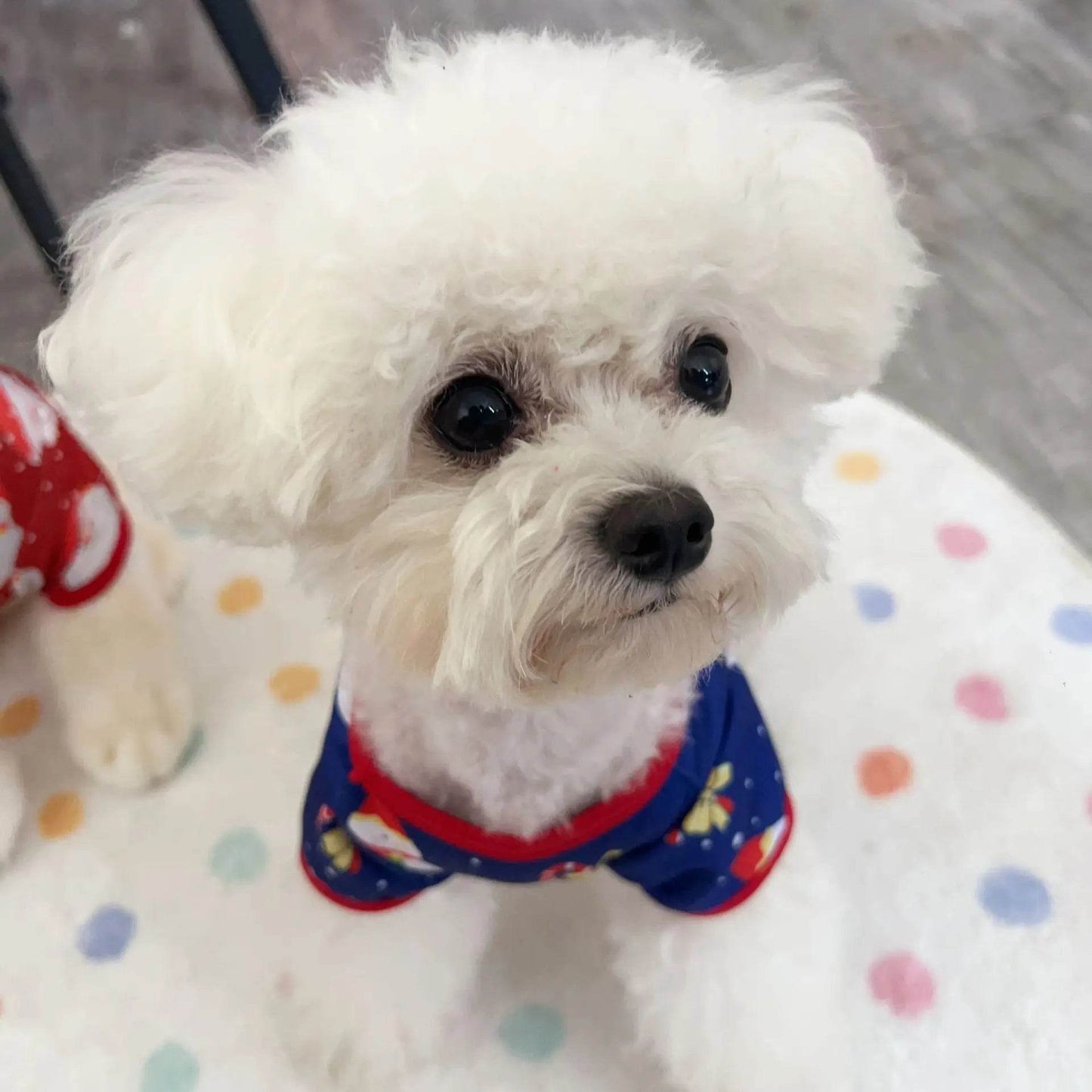 Christmas Dog Sweater CartoonPrint Teddy Bear Pet Hoodie - HORA GIFT