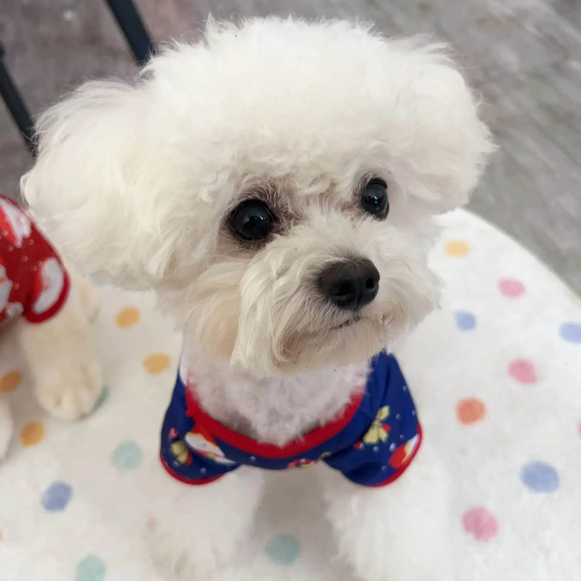 Christmas Dog Sweater CartoonPrint Teddy Bear Pet Hoodie - HORA GIFT